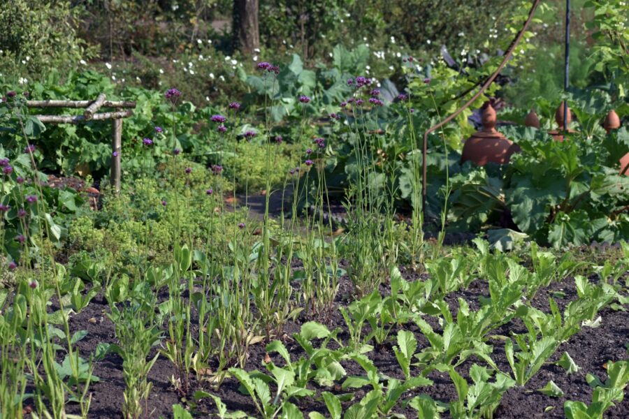 Lettuce plants garden bed soil