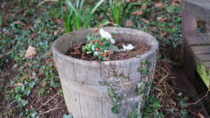 How to grow mint for abundant leaves without letting it spread everywhere
