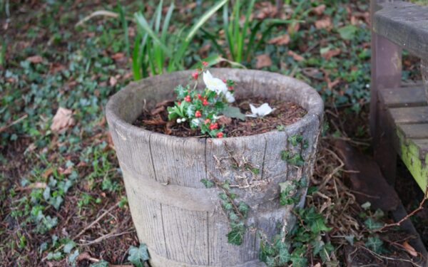 How to grow mint for abundant leaves without letting it spread everywhere