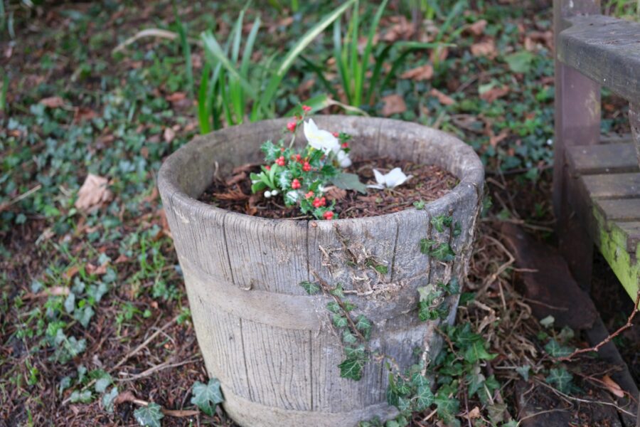 Mint plant leaves outdoor pot