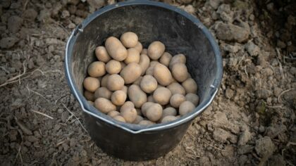 How to grow potatoes for a generous harvest in beds, bags and barrels