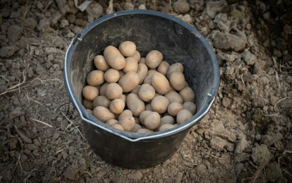 How to grow potatoes for a generous harvest in beds, bags and barrels