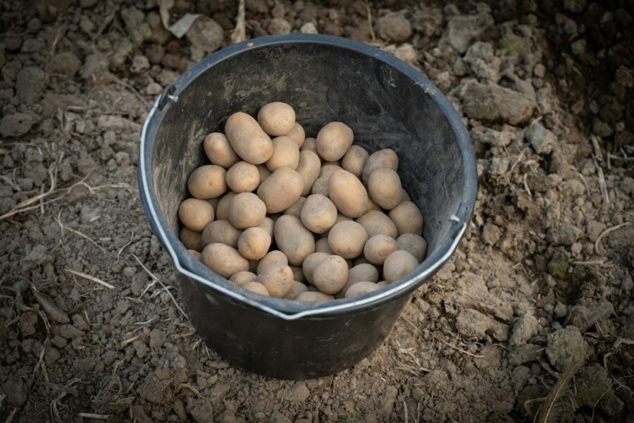 Potato plants soil ridges vegetable bed