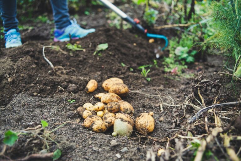 Harvesting potatoes hand fork soil seed potatoes sprouting