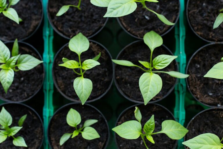 Pepper seedlings pots bell pepper plant ripe fruits