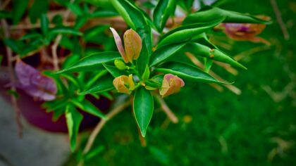 How to grow sweet peppers successfully in beds and pots