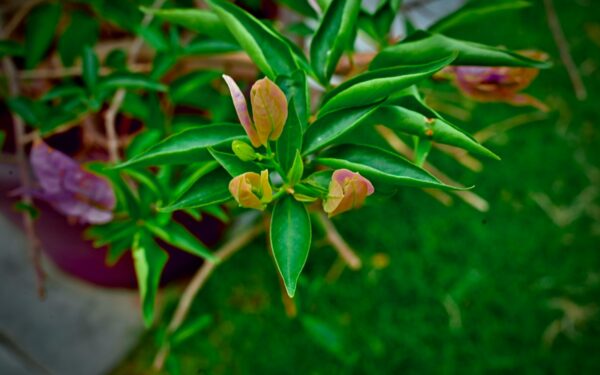How to grow sweet peppers successfully in beds and pots