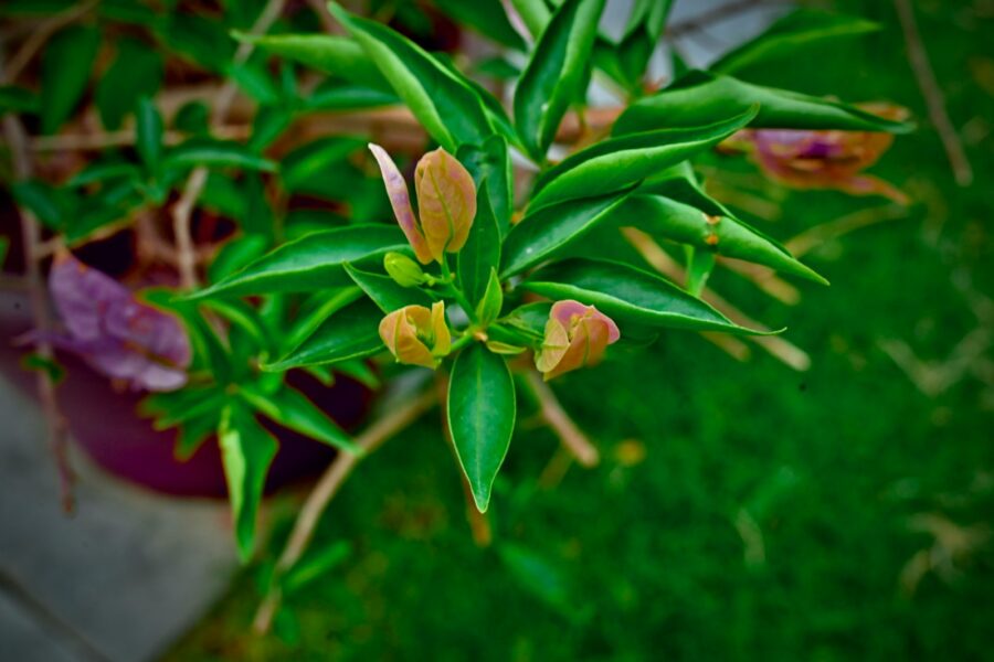 Red yellow bell peppers plant pot
