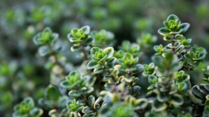 How to grow thyme all year in pots and beds
