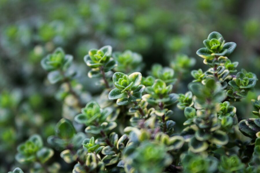 Thyme plant close green leaves