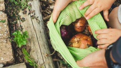 How to plant and care for garlic in beds and containers