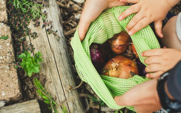 How to plant and care for garlic in beds and containers
