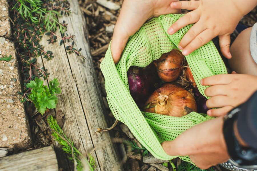 Garlic bulbs soil garden hands