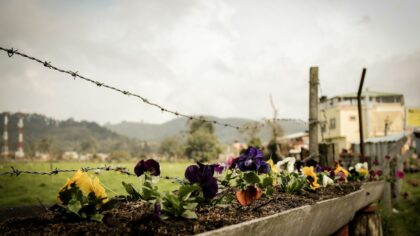 How to prepare raised bed soil for stronger flowers and kitchen crops