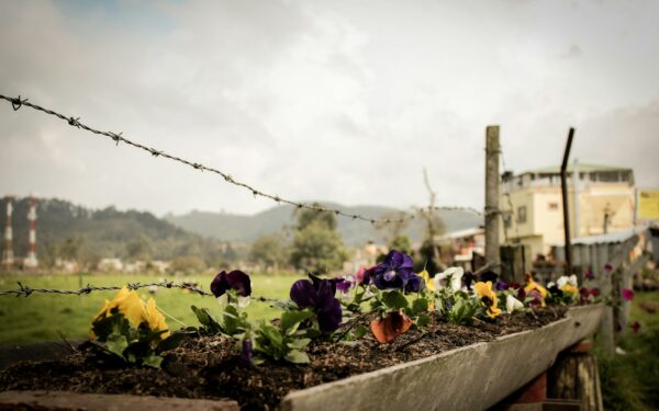 How to prepare raised bed soil for stronger flowers and kitchen crops