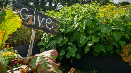 How to raise kale for a reliable cool-season crop
