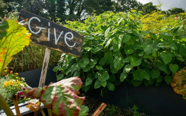 How to raise kale for a reliable cool-season crop
