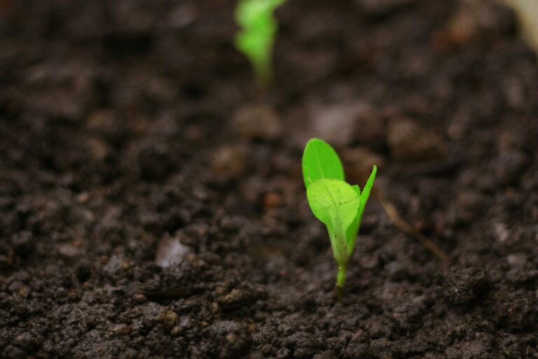 Kale seedlings soil