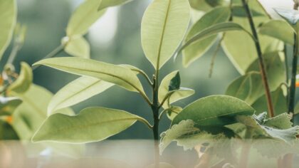 How to read your plant’s leaves and fix common stress signs