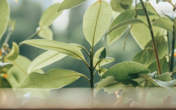 How to read your plant’s leaves and fix common stress signs