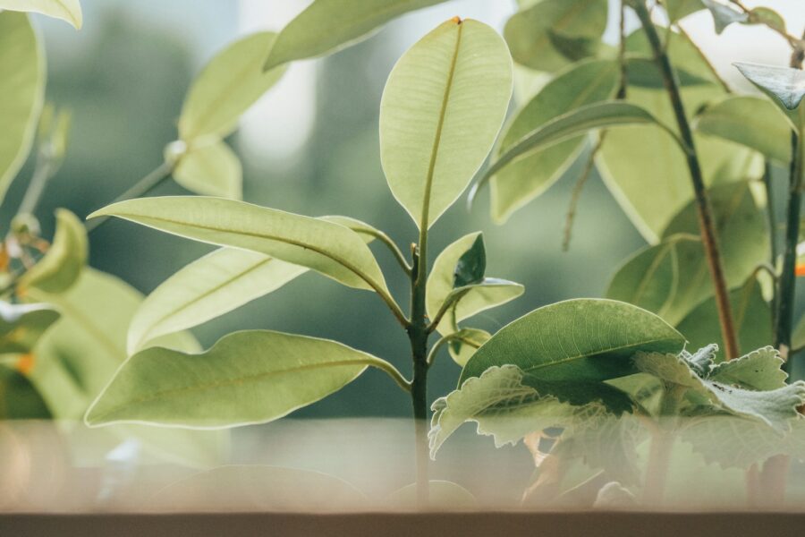 Potted plant leaves closeup windowsill