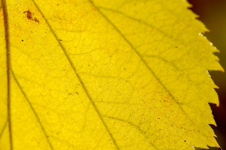 Yellowing plant leaf macro