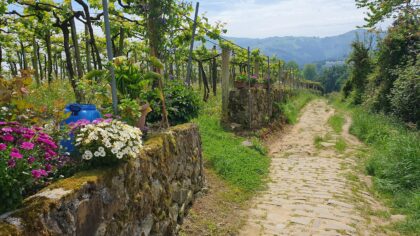 How to shape flowing paths and stepping stone routes in a lush backyard