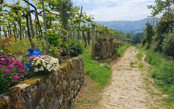 How to shape flowing paths and stepping stone routes in a lush backyard