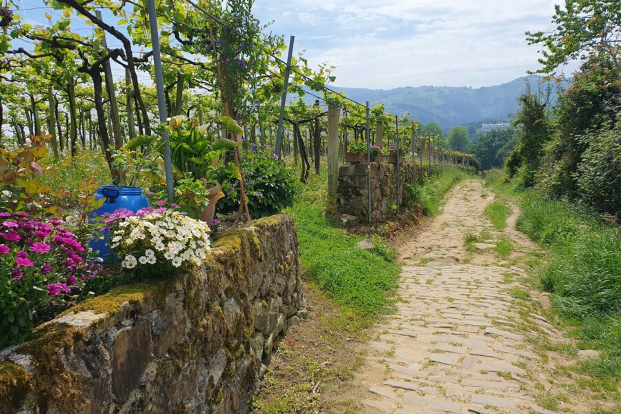 Winding stone path flowering plants