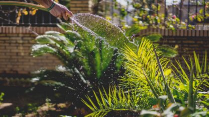 How to stop overwatering and help your plants thrive