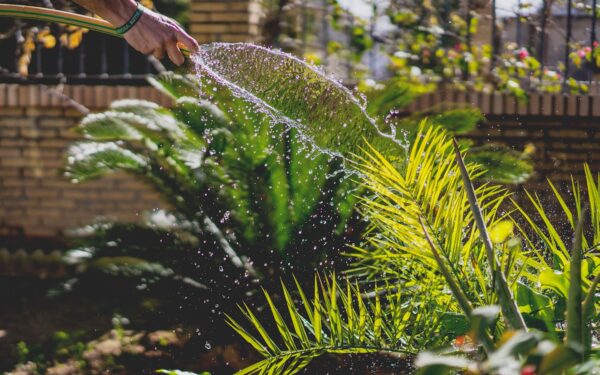 How to stop overwatering and help your plants thrive