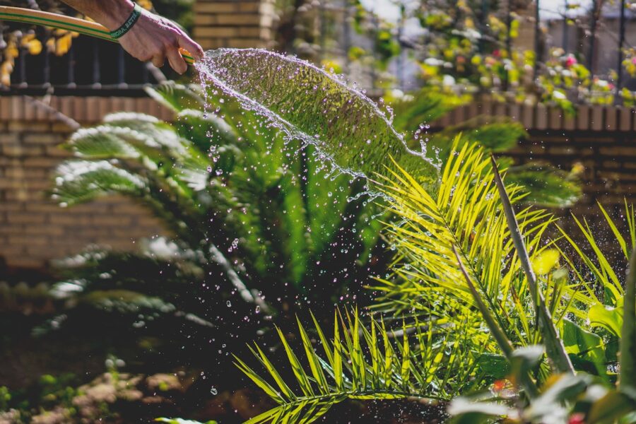 Garden hose watering green plants close