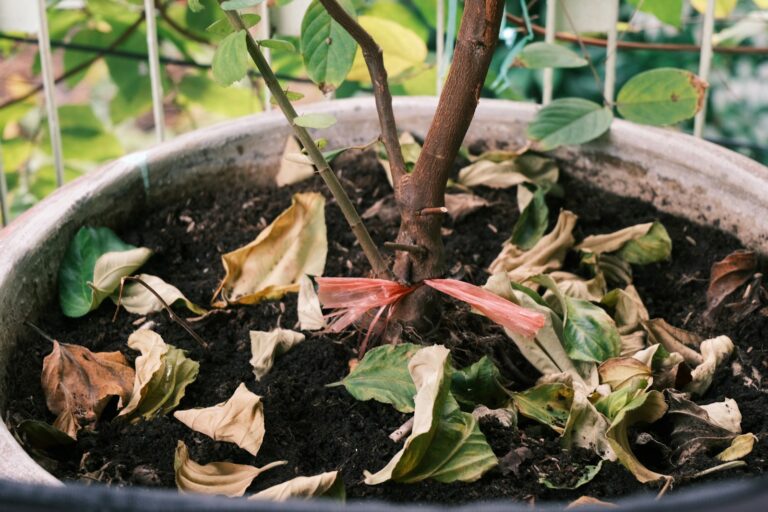 Overwatered potted plant yellow leaves gardener checking soil