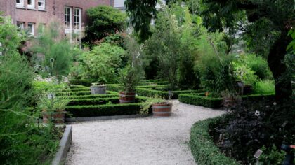 How to use hedging plants for a modern structured yard