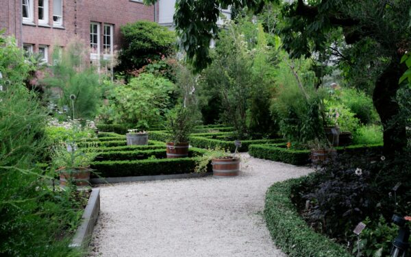 How to use hedging plants for a modern structured yard