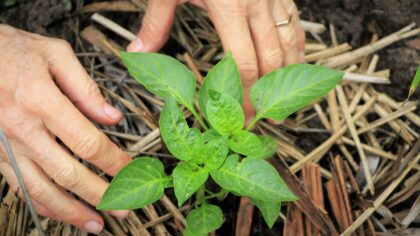How to use pinching to get fuller flowers and herbs