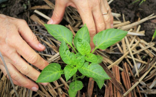 How to use pinching to get fuller flowers and herbs