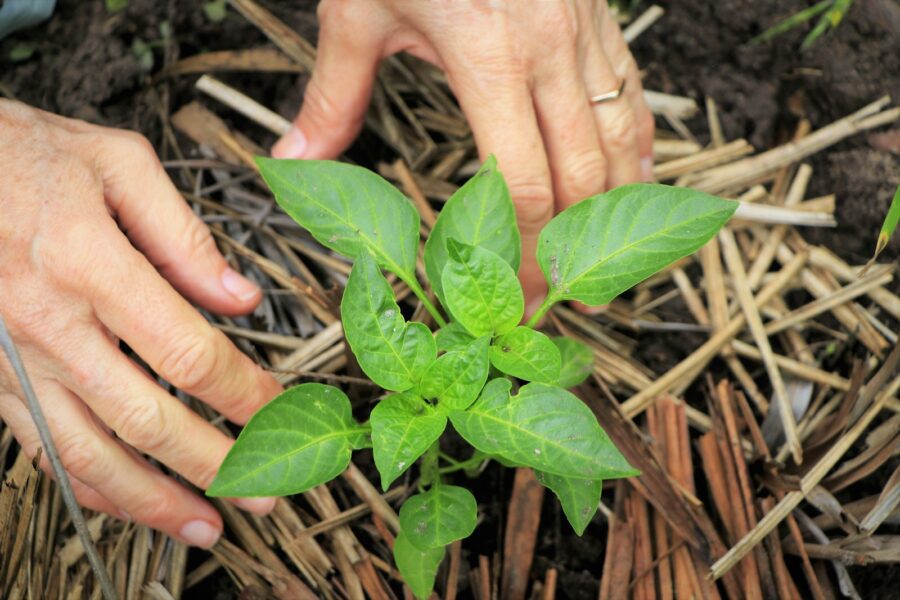 Hand pinching basil stem herb bed