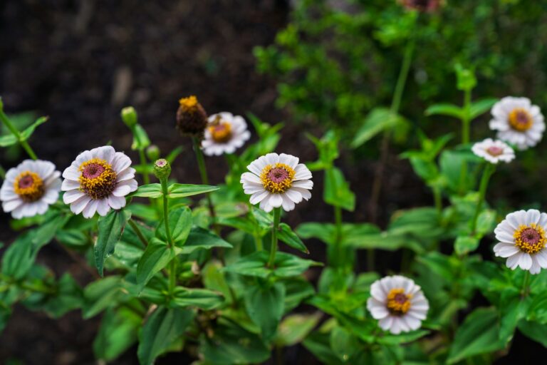 Pinched zinnia stems branching flower border
