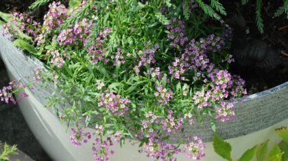 How to use slow‑release fertilizer in containers for steady, healthy growth