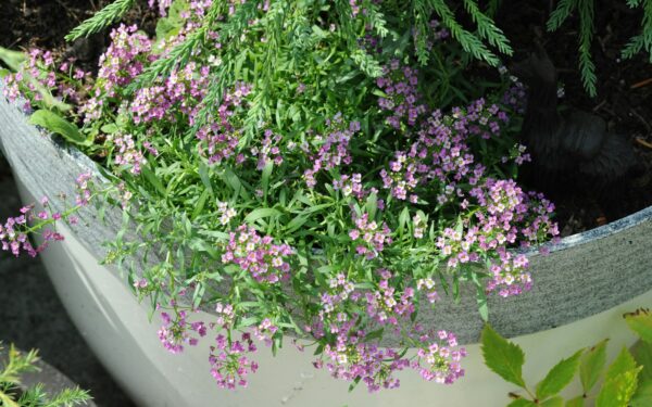 How to use slow‑release fertilizer in containers for steady, healthy growth