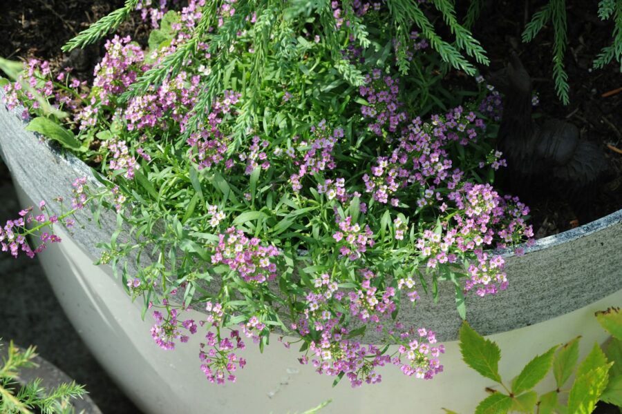 Container garden slow release fertilizer granules