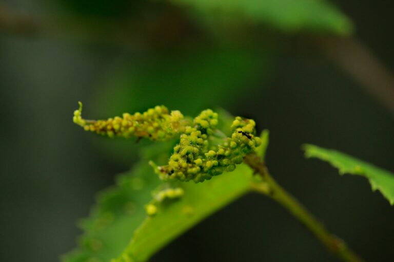 Aphids curling leaf
