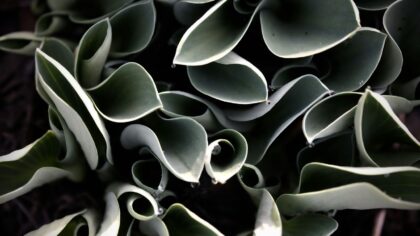 Leaf curling in home gardens and houseplants: what it means and how to fix it