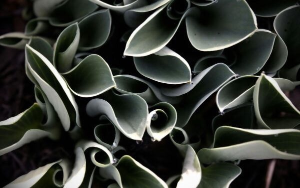 Leaf curling in home gardens and houseplants: what it means and how to fix it