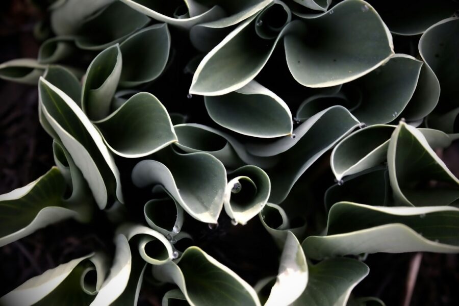 Curled plant leaves close