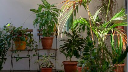 Low light indoor greenery care that actually works