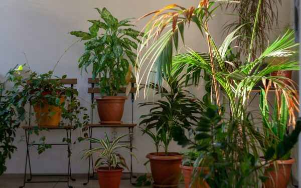 Low light indoor greenery care that actually works