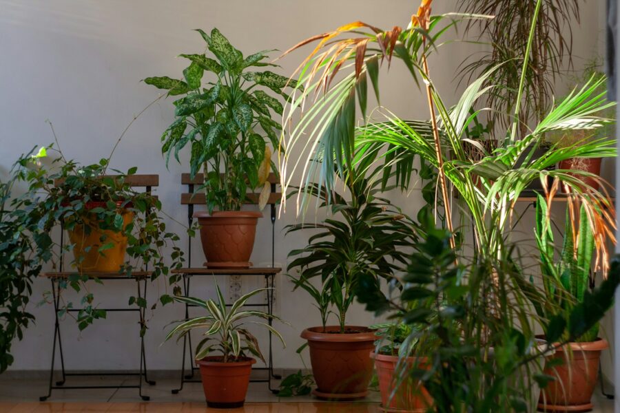 Low light indoor foliage shelf