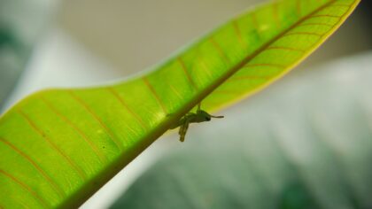 Managing whiteflies on indoor and outdoor greenery the natural way